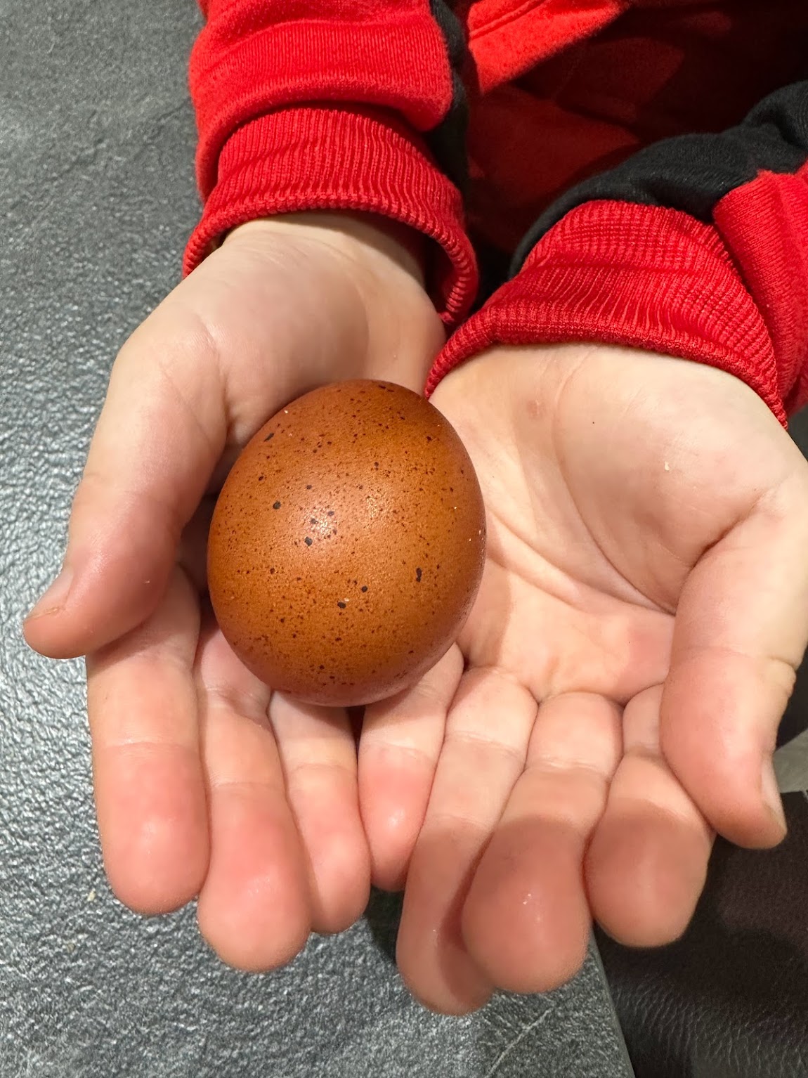 Œufs chocolat : le mystère de la poule Marans enfin expliqué