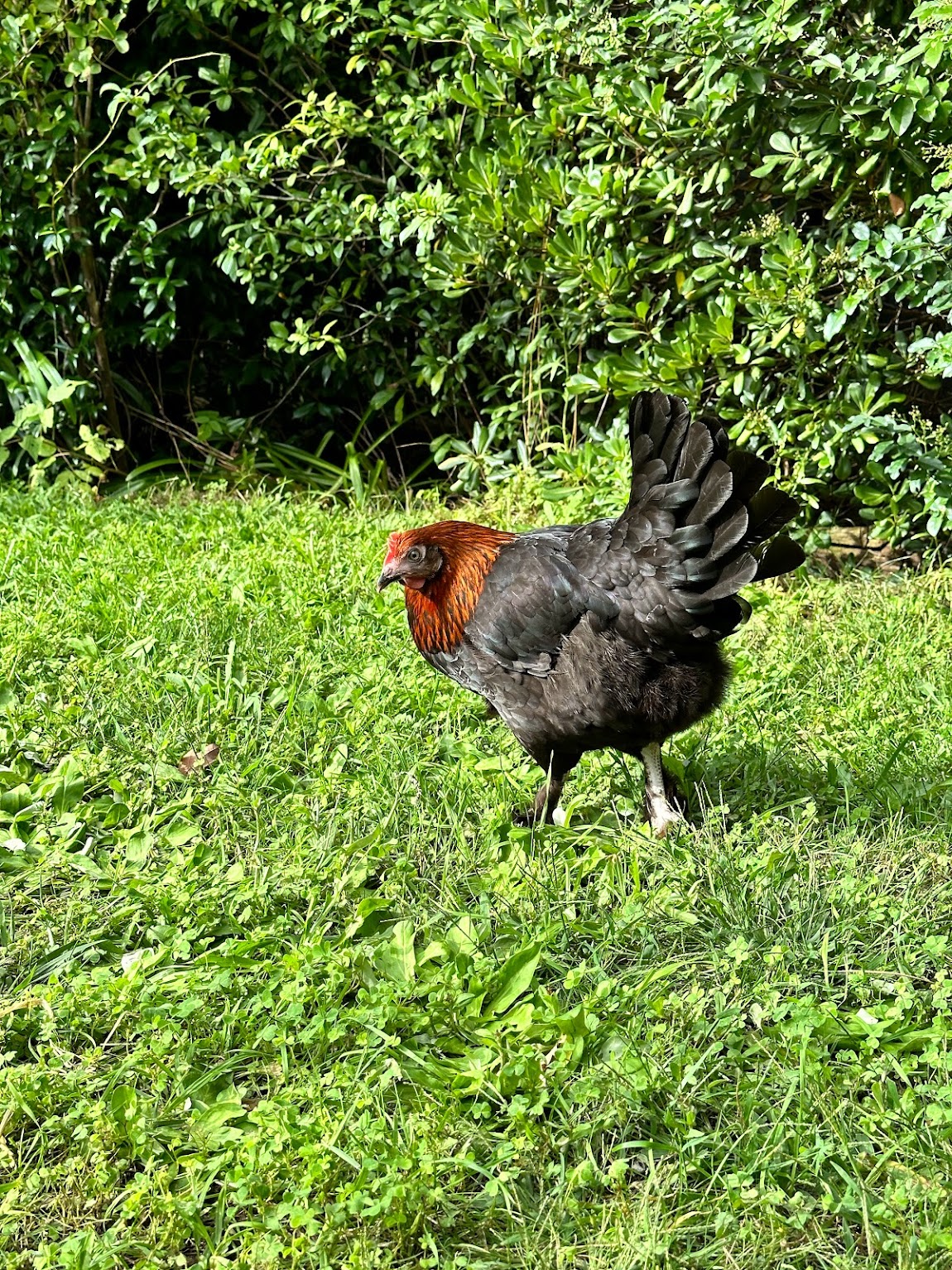 La poule Marans : histoire et origines d’une race française d’exception