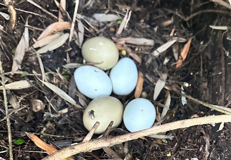 Pourquoi les poules Araucana pondent-elles des œufs bleus ?