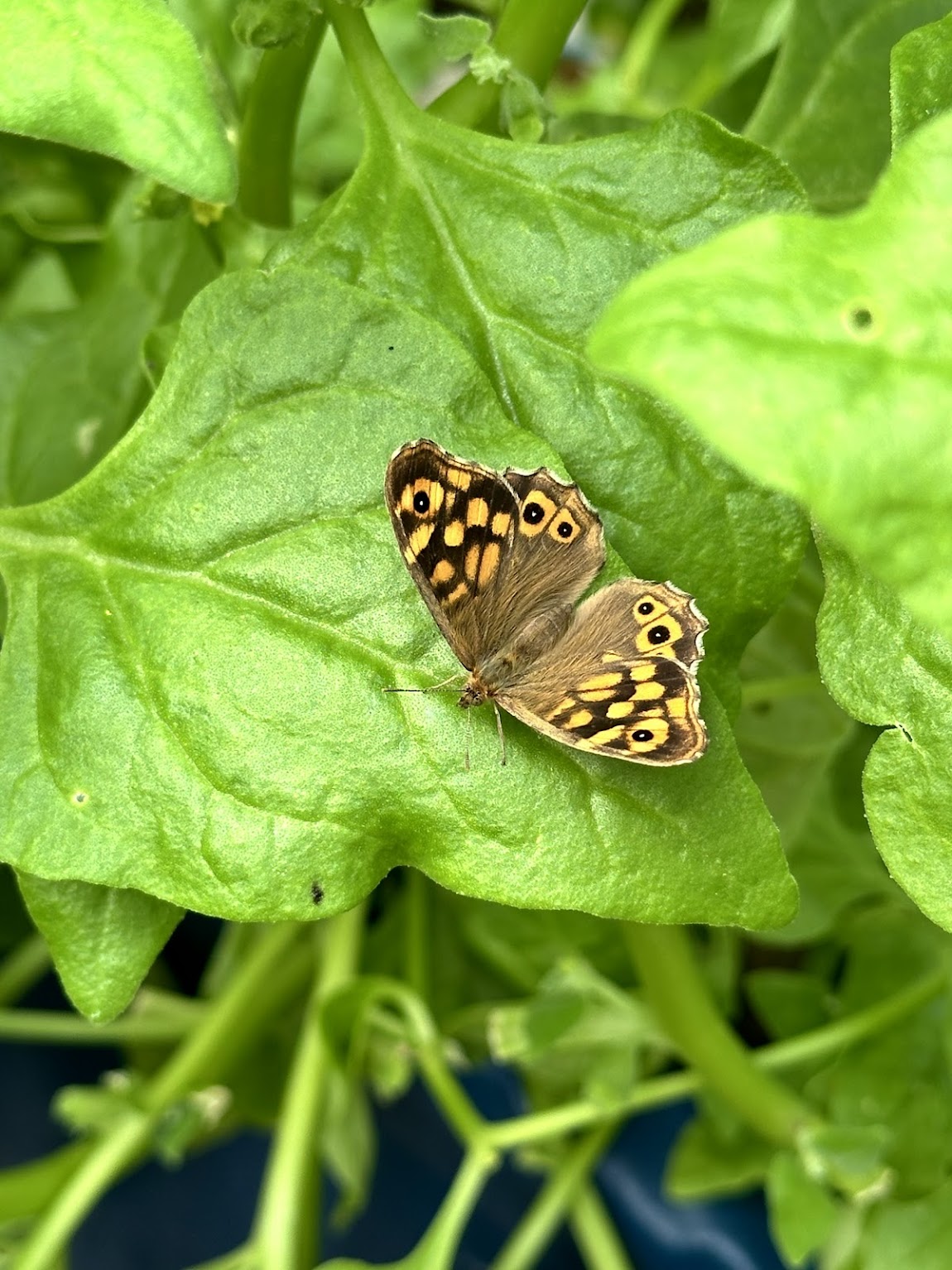 Aquaponie à domicile