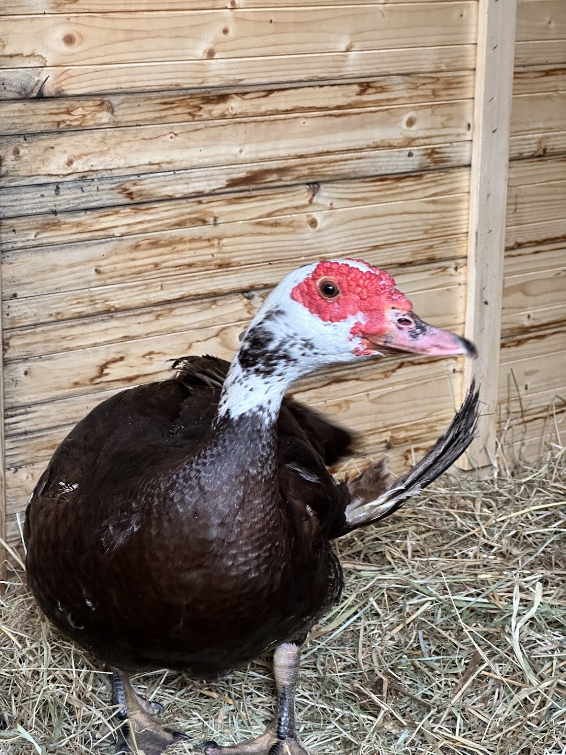 Les erreurs à éviter quand on débute avec des canards musqués