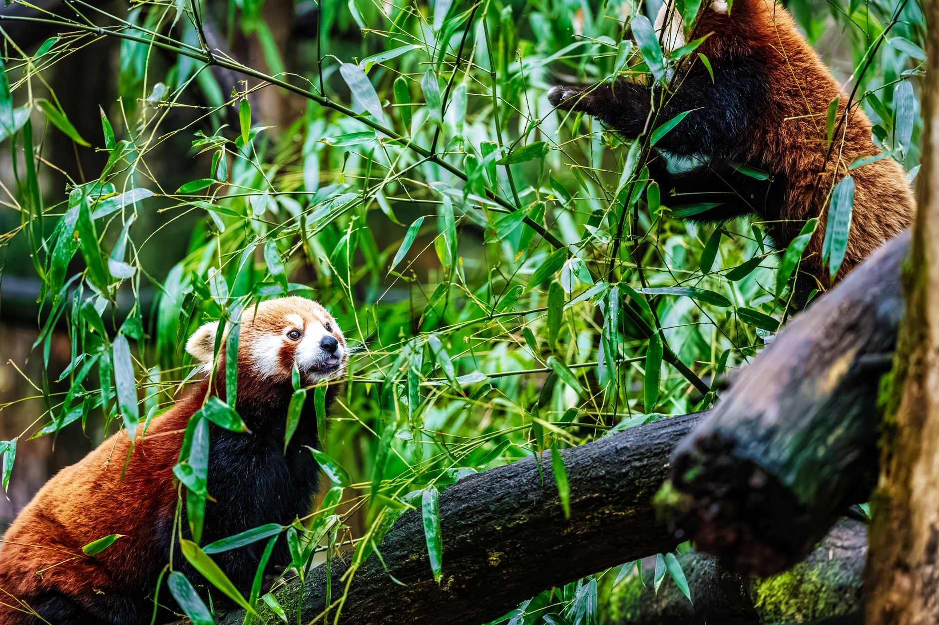 Panda roux sur une branche