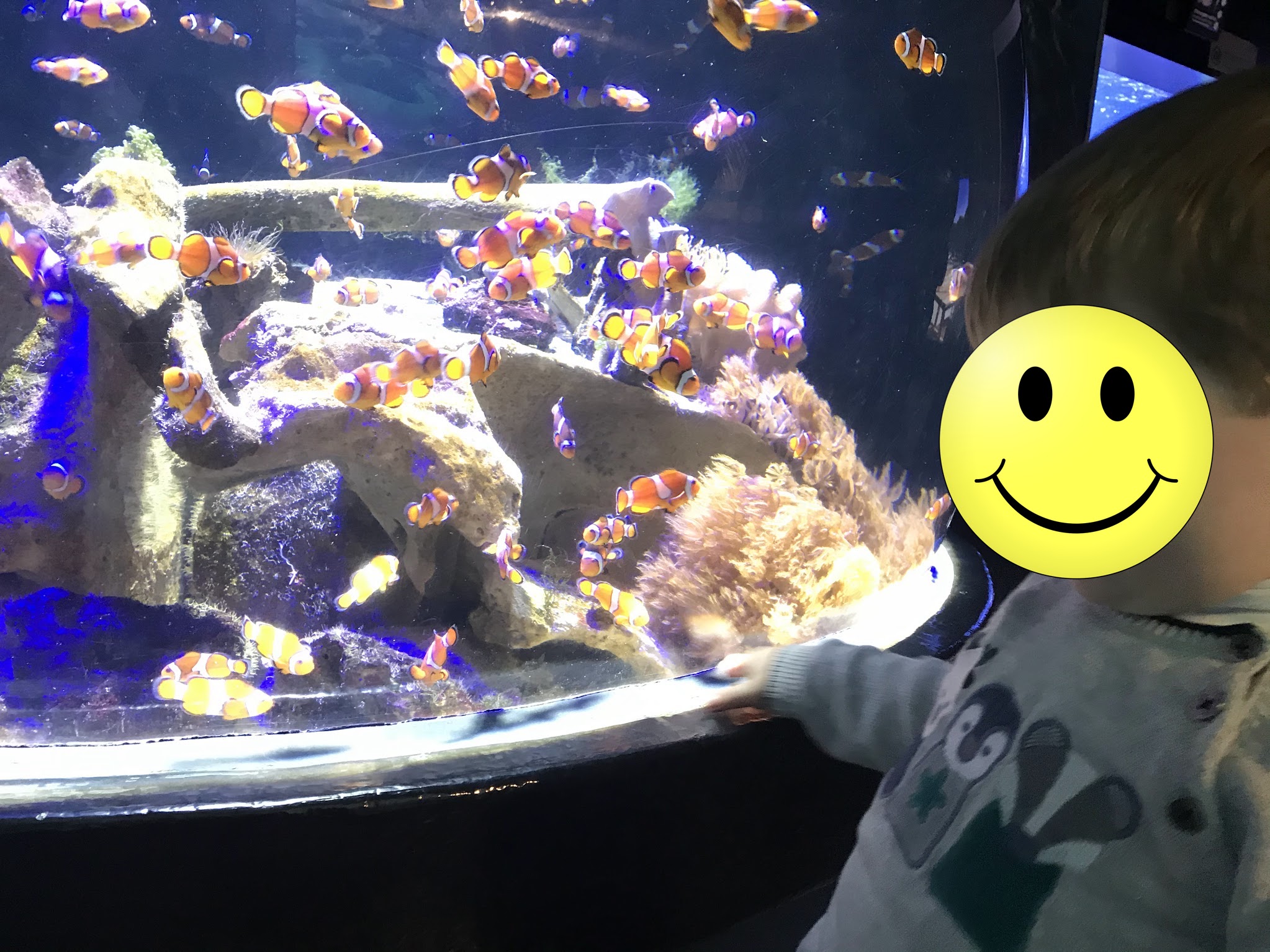 Nausicaa à Boulogne-sur-Mer avec des enfants : une aventure marine inoubliable en famille