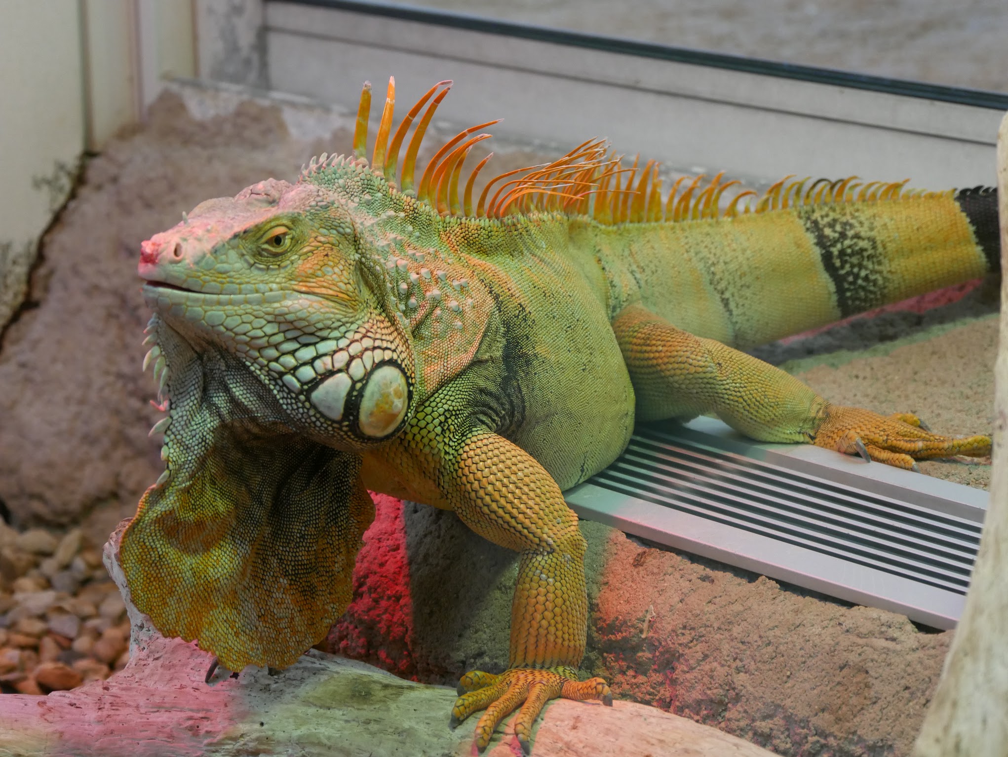 Visiter le zoo de la Palmyre en famille : conseils pratiques et expériences à vivre