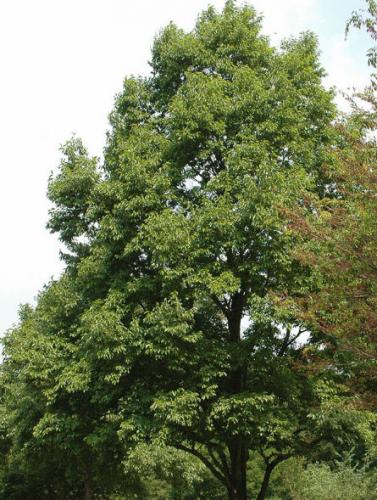 Aulne (Alnus)