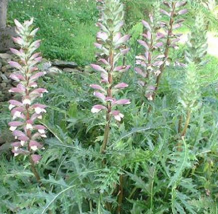 Acanthe (Acanthus)