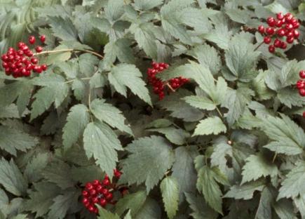 Actaea (Actaea)