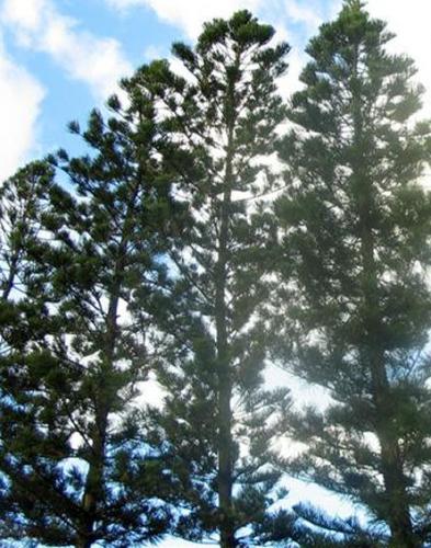 Araucaria (Araucaria)
