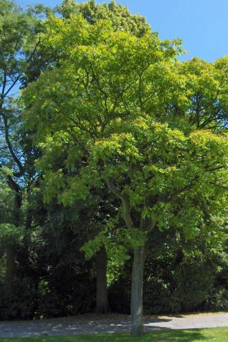 Ailante (Ailanthus)