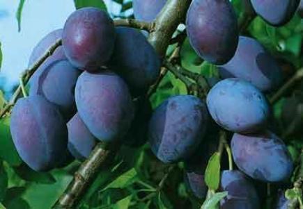 Prunier (Prunus domestica)