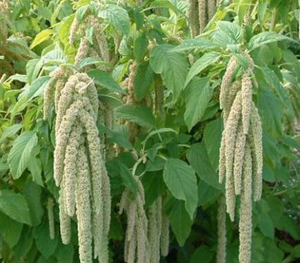 Amaranthe (Amaranthus)