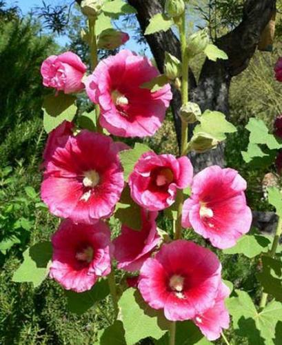 Rose Trémière (Althaea)