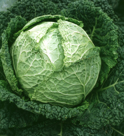 Chou pommé (Brassica oleracea)