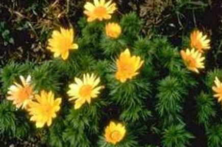Adonide (Adonis)