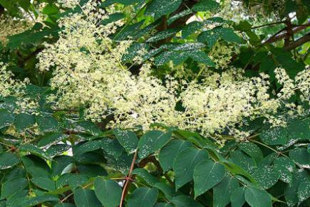 Aralia (Aralia)