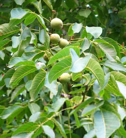 Noyer (Juglans Regia)