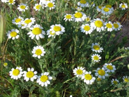 Anacyclus (Anacyclus)