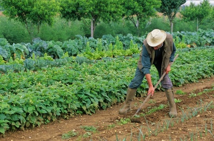 Faire un potager bio