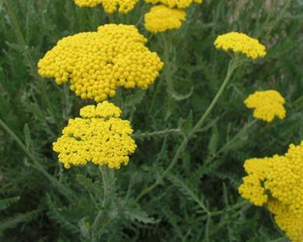 Achillée (Achillea)