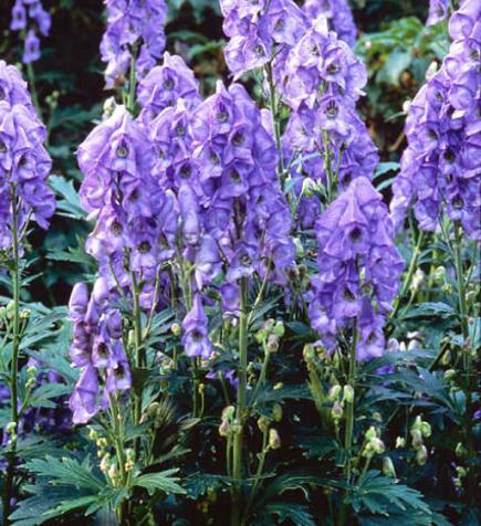 Aconit (Aconitum)