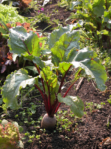 Betterave, Poirée (Beta vulgaris)