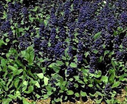 Bugle (Ajuga)
