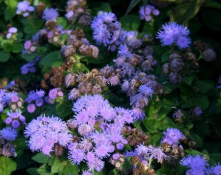 Agératum (Ageratum)