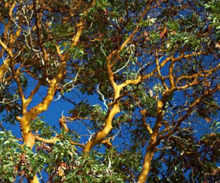 Arbousier (Arbutus)