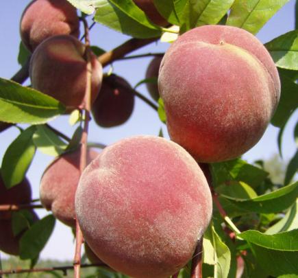 Pêcher (Prunus persica)