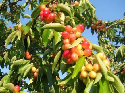 Cerisier (Prunus cerasus)