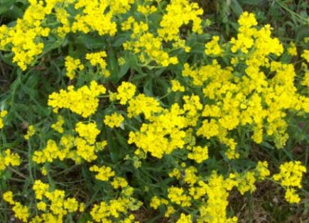 Corbeille d'or (Alyssum)