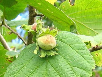 Noisetier (Corylus Avellana)
