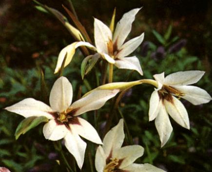 Glaïeul d'abyssinie (Acidanthera)