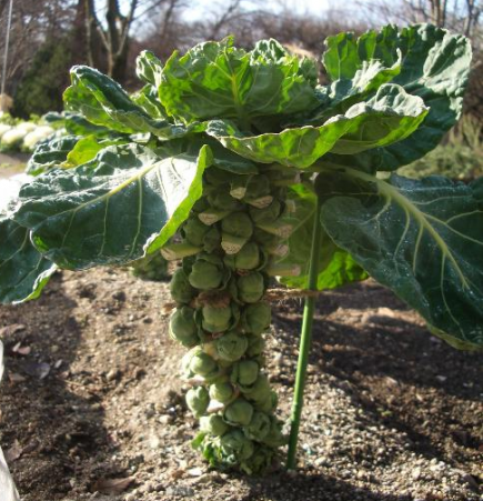 Chou de Bruxelles (Brassica oleracea var. gemmifera)