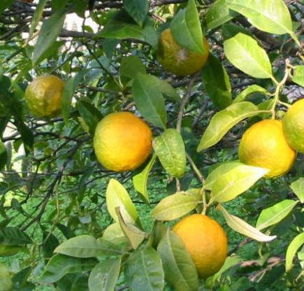 Citronnier (Citrus)