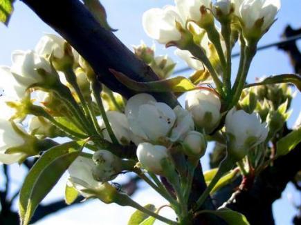 Poirier (Pyrus communis)