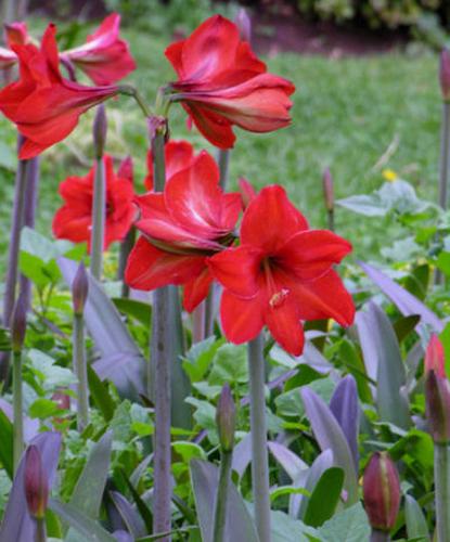 Amaryllis (Amaryllis)