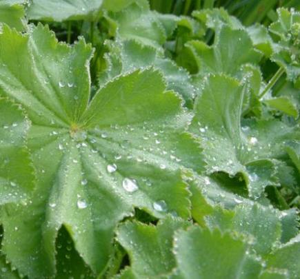 Alchémille (Alchemilla)