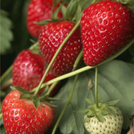 Fraisier (Fragaria)