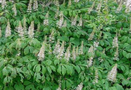 Marronnier (Aesculus)