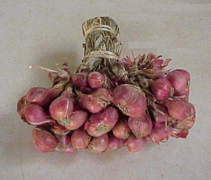 Echalote (Allium ascalonicum)