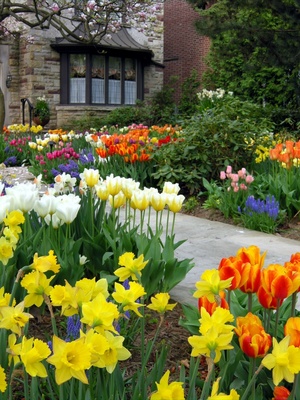 Réussir un jardin de tulipes