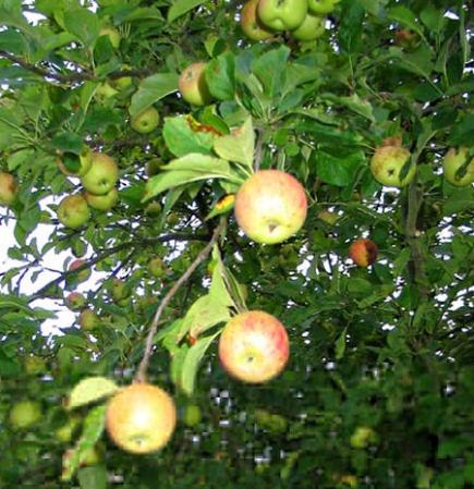 Pommier (Malus communis)