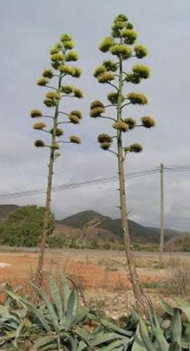 Agave d'amérique (Agave americana)