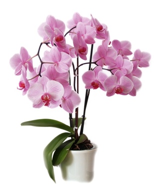 Une orchidée qui dure