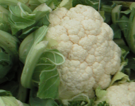 Chou Fleur (Brassica oleracea botrytis)