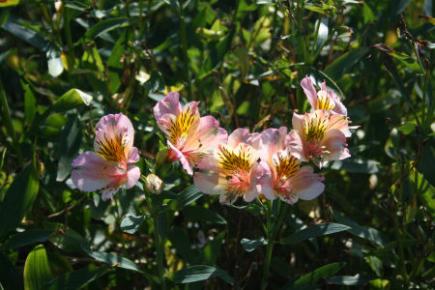 Alstromère (Alstroemeria)
