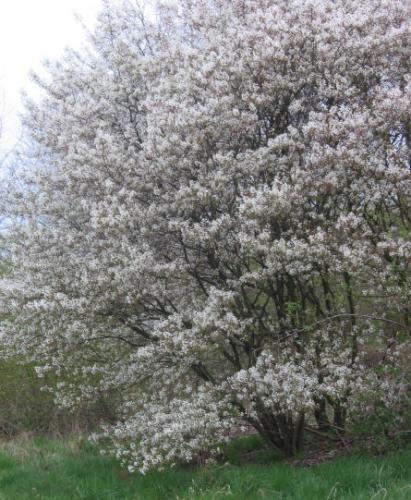 Amelanchier (Amelanchier)