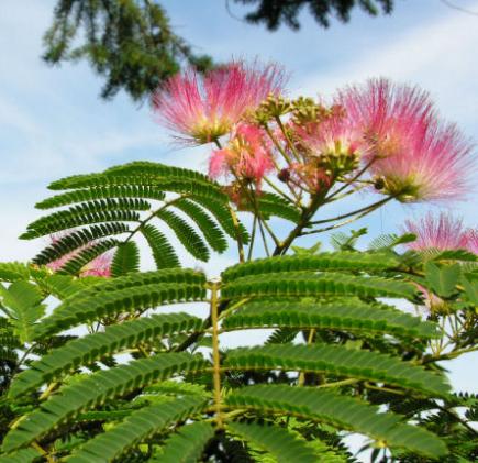 Albizzia (Albizzia)