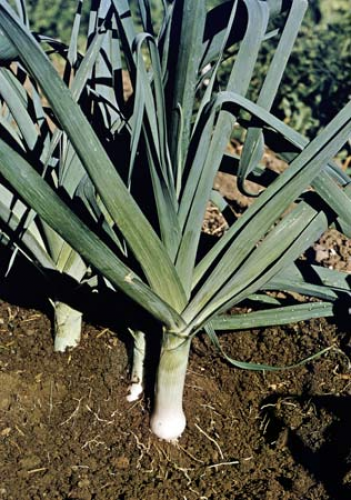 Poireau (Allium porrum)